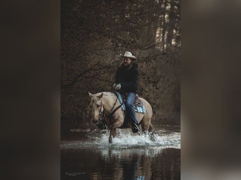 American Quarter Horse Mare 5 years 14,1 hh Palomino in H&#xFC;rth