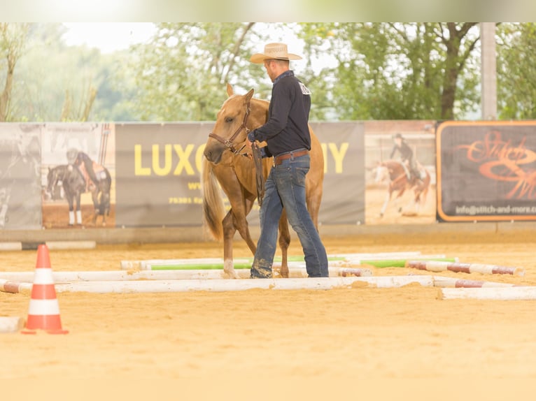 American Quarter Horse Mare 5 years 14,1 hh Palomino in H&#xFC;rth