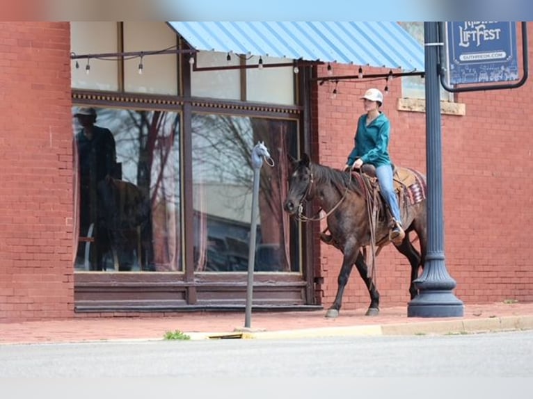 American Quarter Horse Mare 5 years 14,1 hh Roan-Blue in Ripley
