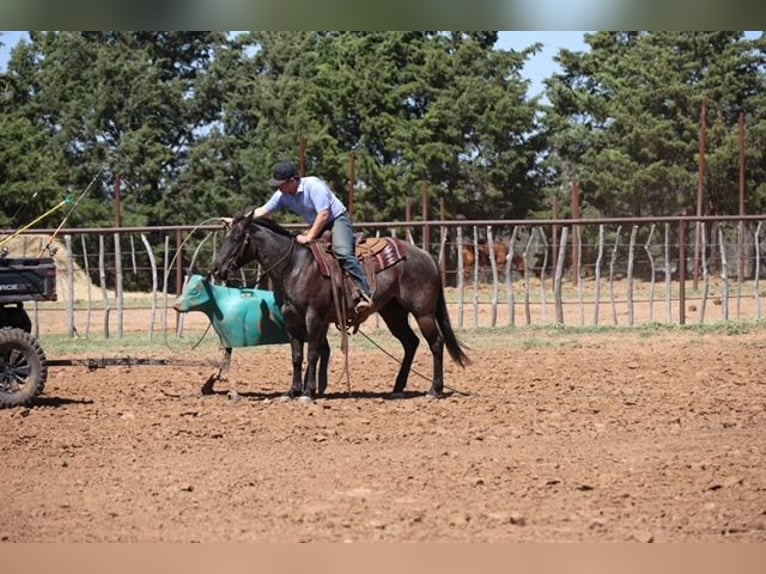 American Quarter Horse Mare 5 years 14,1 hh Roan-Blue in Ripley