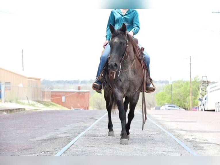 American Quarter Horse Mare 5 years 14,1 hh Roan-Blue in Ripley