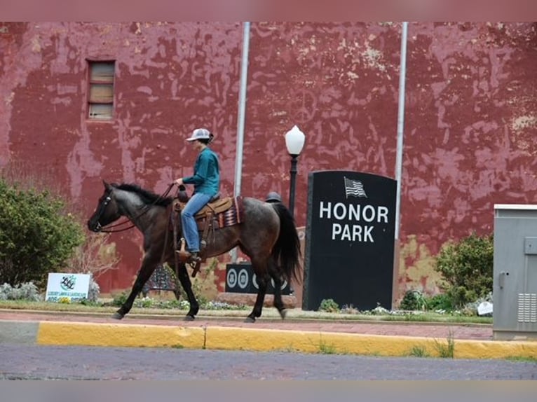 American Quarter Horse Mare 5 years 14,1 hh Roan-Blue in Ripley