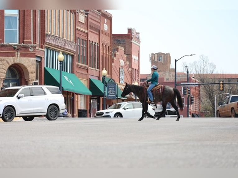 American Quarter Horse Mare 5 years 14,1 hh Roan-Blue in Ripley
