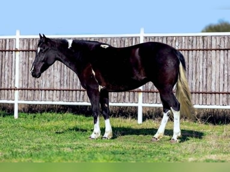 American Quarter Horse Mare 5 years 14,1 hh in weatherford TX