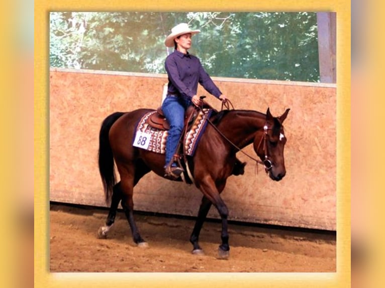 American Quarter Horse Mare 5 years 14,2 hh Bay-Dark in Pfaffenhofen an der Roth