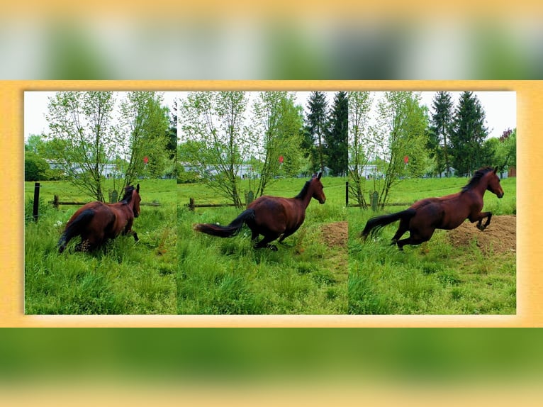 American Quarter Horse Mare 5 years 14,2 hh Bay-Dark in Pfaffenhofen an der Roth