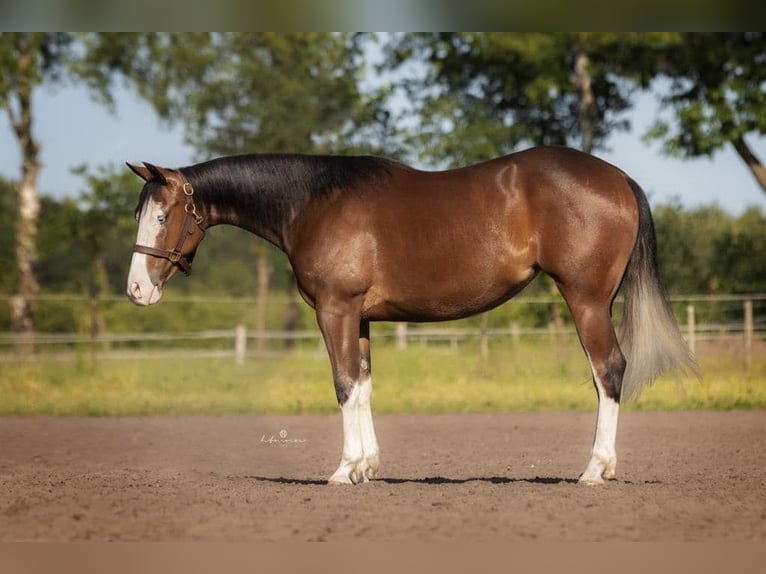 American Quarter Horse Mare 5 years 14,2 hh Brown in Bogen