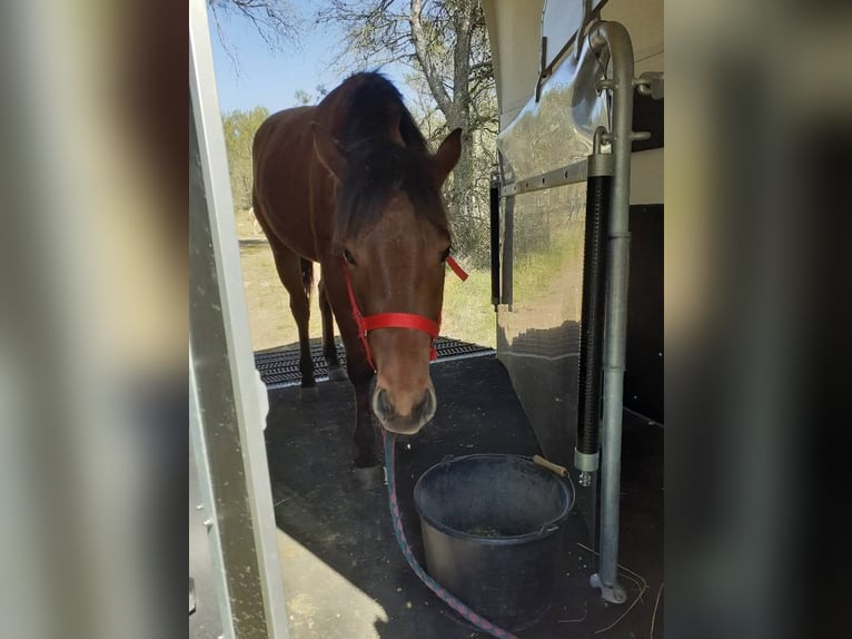 American Quarter Horse Mare 5 years 14,2 hh Brown in Vierherrenborn