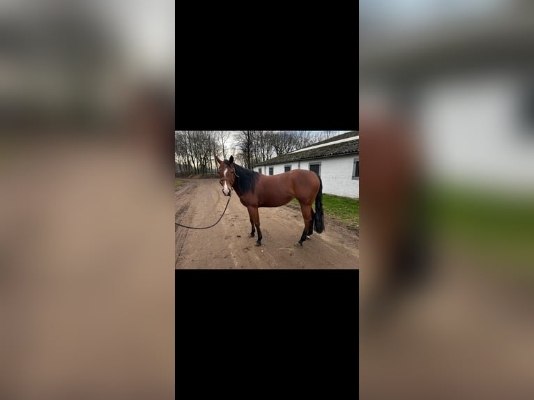 American Quarter Horse Mare 5 years 14,2 hh Brown in Küps