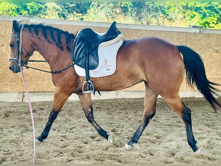 American Quarter Horse Mare 5 years 14,2 hh Brown in Sedena