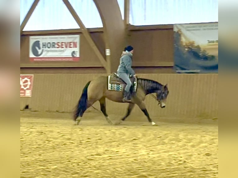 American Quarter Horse Mare 5 years 14,2 hh Buckskin in Ulrichstein