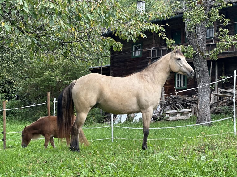 American Quarter Horse Mare 5 years 14,2 hh Buckskin in Großvolderberg