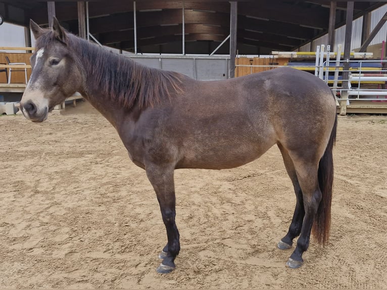 American Quarter Horse Mare 5 years 14,2 hh Buckskin in Hitzhofen