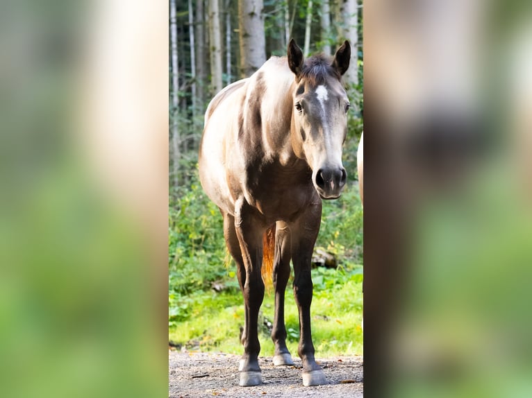 American Quarter Horse Mare 5 years 14,2 hh Buckskin in Hitzhofen