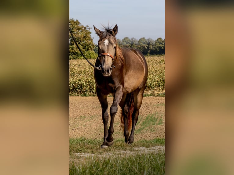 American Quarter Horse Mare 5 years 14,2 hh Buckskin in Hitzhofen