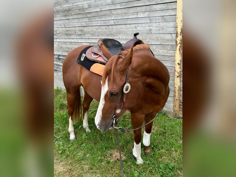 American Quarter Horse Mare 5 years 14,2 hh Chestnut-Red in Rhede