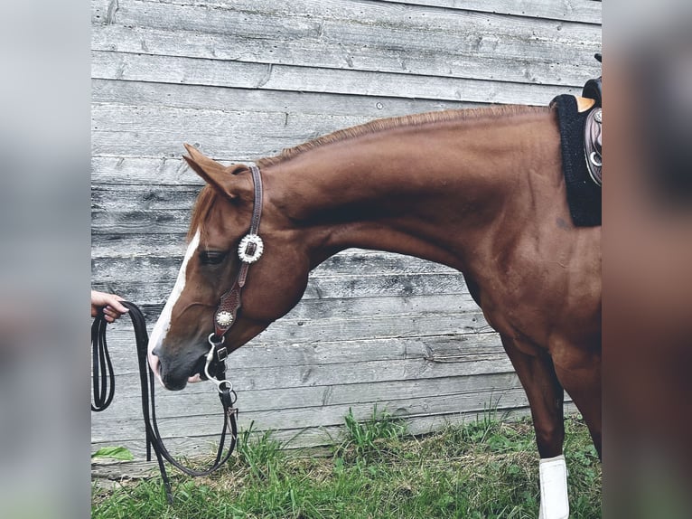 American Quarter Horse Mare 5 years 14,2 hh Chestnut-Red in Rhede