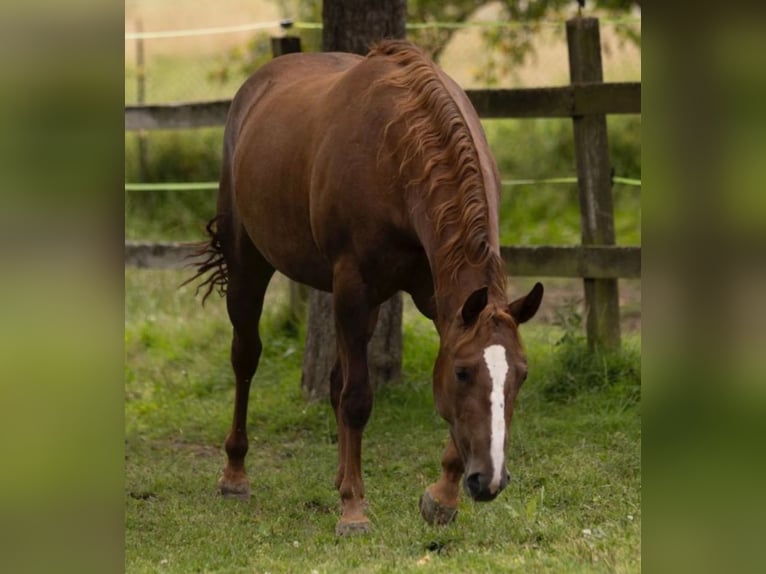 American Quarter Horse Mare 5 years 14,2 hh Chestnut-Red in Alfeld (Leine)