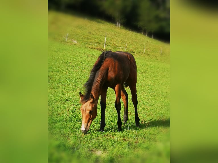 American Quarter Horse Mare 5 years 14,2 hh Chestnut in Gaming