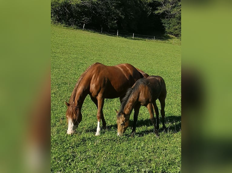 American Quarter Horse Mare 5 years 14,2 hh Chestnut in Gaming