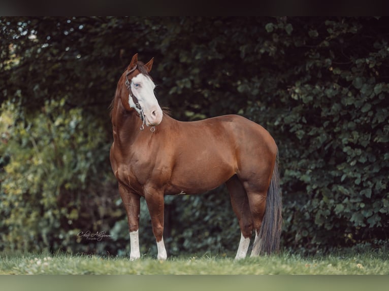 American Quarter Horse Mare 5 years 14,2 hh Chestnut in K&#xFC;rten