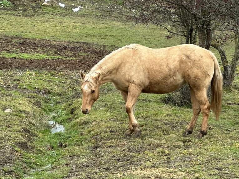 American Quarter Horse Mare 5 years 14,2 hh Dunalino in OPI