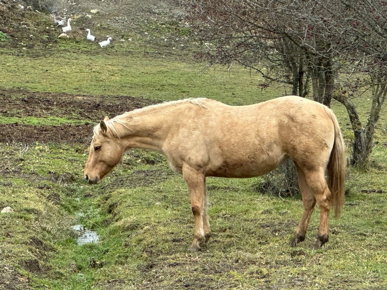 American Quarter Horse Mare 5 years 14,2 hh Dunalino in OPI