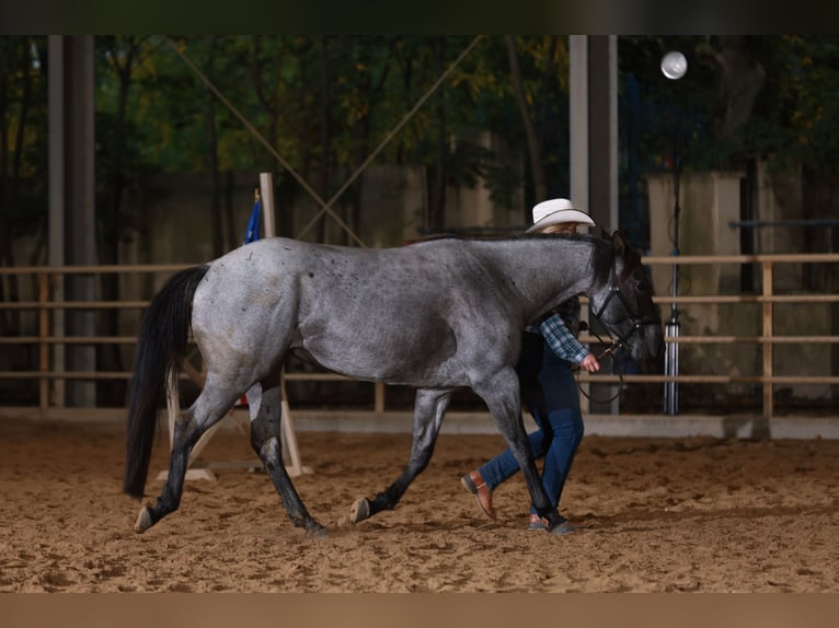 American Quarter Horse Mare 5 years 14,2 hh Grey-Blue-Tan in Oisnitz