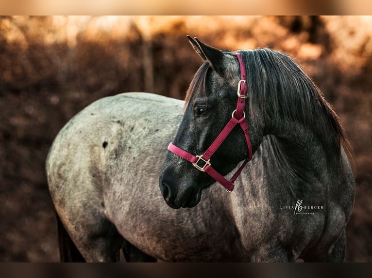 American Quarter Horse Mare 5 years 14,2 hh Grey-Blue-Tan in Oisnitz