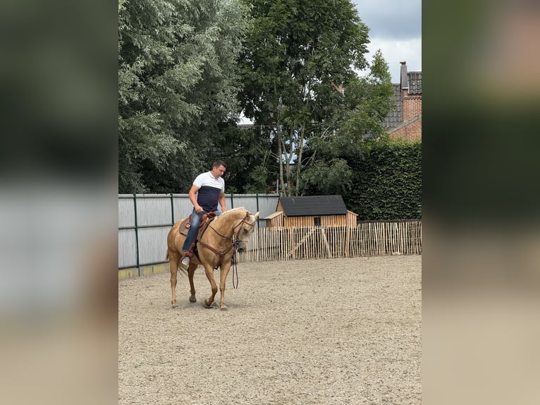 American Quarter Horse Mare 5 years 14,2 hh Palomino in Daknam