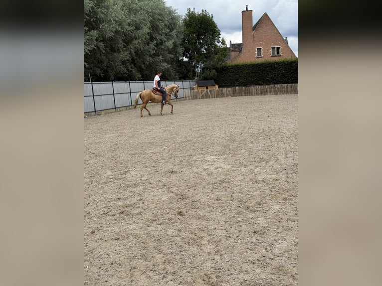 American Quarter Horse Mare 5 years 14,2 hh Palomino in Daknam