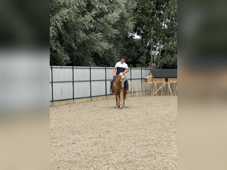 American Quarter Horse Mare 5 years 14,2 hh Palomino in Daknam