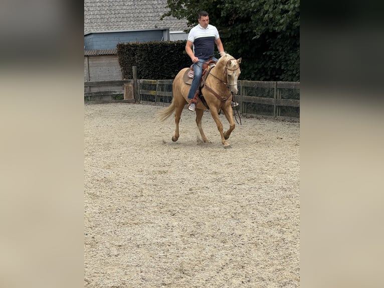 American Quarter Horse Mare 5 years 14,2 hh Palomino in Daknam