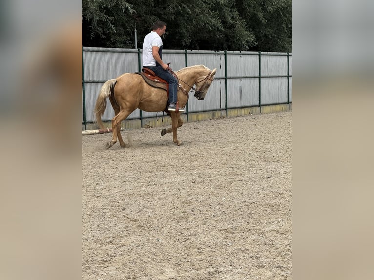 American Quarter Horse Mare 5 years 14,2 hh Palomino in Daknam