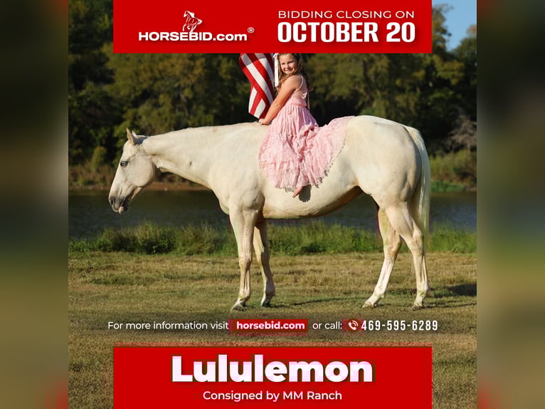 American Quarter Horse Mare 5 years 14,2 hh Palomino in Forney