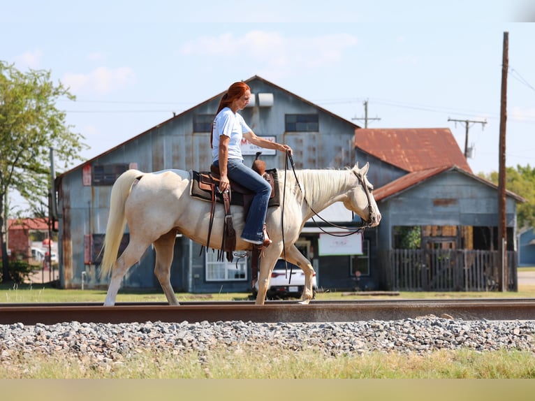 American Quarter Horse Mare 5 years 14,2 hh Palomino in Forney