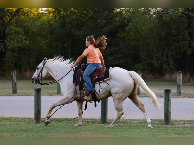 American Quarter Horse Mare 5 years 14,2 hh Palomino in Forney