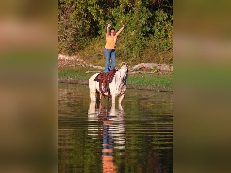 American Quarter Horse Mare 5 years 14,2 hh Palomino in Forney