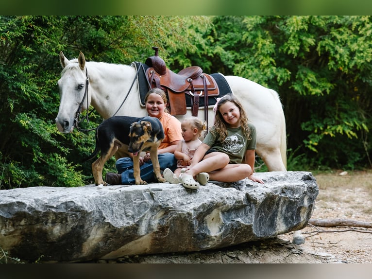 American Quarter Horse Mare 5 years 14,2 hh Palomino in Forney