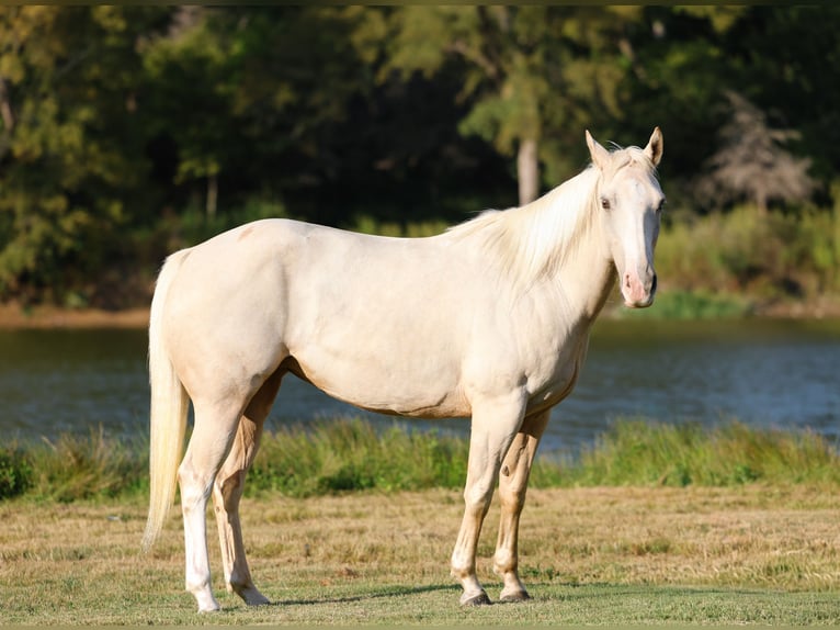 American Quarter Horse Mare 5 years 14,2 hh Palomino in Forney