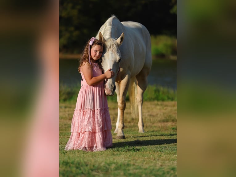 American Quarter Horse Mare 5 years 14,2 hh Palomino in Forney