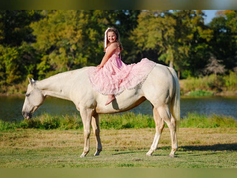 American Quarter Horse Mare 5 years 14,2 hh Palomino in Forney