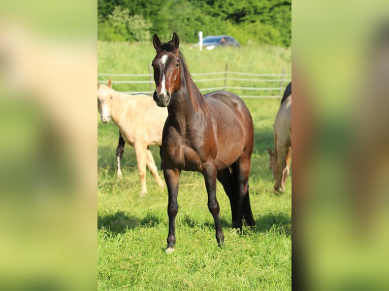 American Quarter Horse Mare 5 years 14,2 hh Roan-Bay in Waldshut-Tiengen
