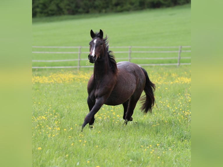 American Quarter Horse Mare 5 years 14,2 hh Roan-Bay in Waldshut-Tiengen