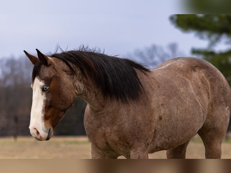 American Quarter Horse Mare 5 years 14,2 hh Roan-Bay in Canton