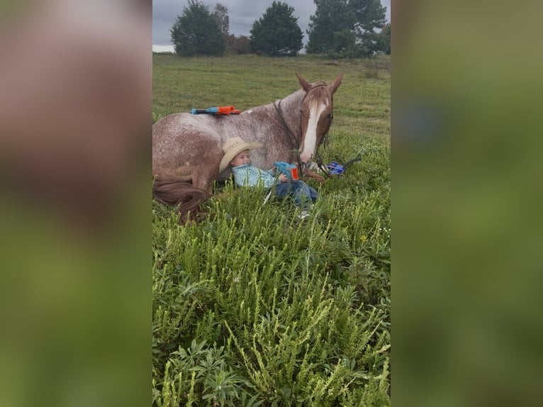 American Quarter Horse Mare 5 years 14,2 hh Roan-Red in Pikeville