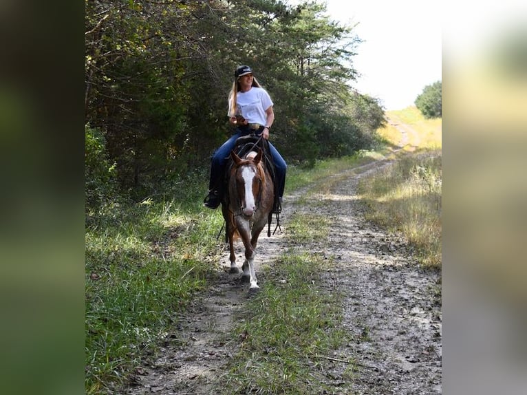 American Quarter Horse Mare 5 years 14,2 hh Roan-Red in Pikeville