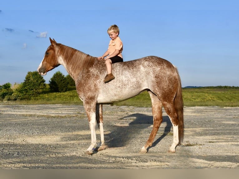 American Quarter Horse Mare 5 years 14,2 hh Roan-Red in Pikeville