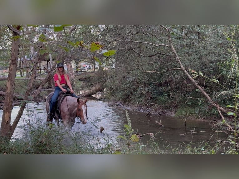 American Quarter Horse Mare 5 years 14,2 hh Roan-Red in Pikeville