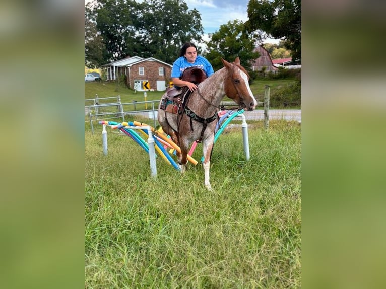American Quarter Horse Mare 5 years 14,2 hh Roan-Red in Pikeville